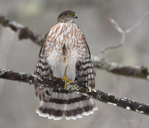 Sharp-shinned Hawk photographed in Vermont