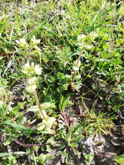 Cerastium glomeratum