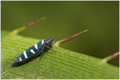 Balacha melanocephala