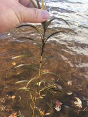 Potamogeton robbinsii