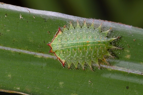 Crowned Slug Moth photo 4