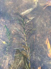 Potamogeton robbinsii
