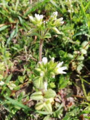 Cerastium glomeratum