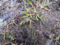 Matricaria discoidea