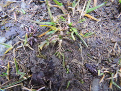 Matricaria discoidea