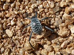 Onymacris