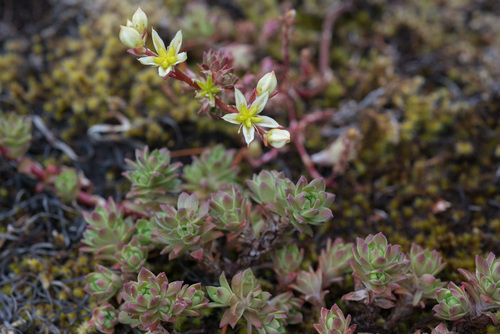 Wormleaf Stonecrop