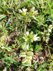 Cerastium glomeratum