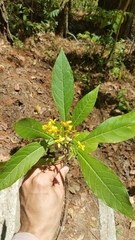 Verbesina oerstediana