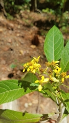 Verbesina oerstediana