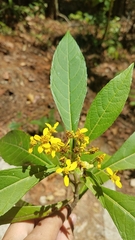 Verbesina oerstediana