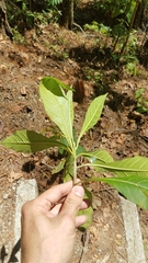 Verbesina oerstediana