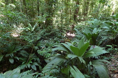 Asplundia brachyphylla