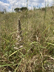 Poaceae
