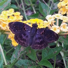 Chiomara mithrax
