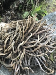 Euphorbia esculenta