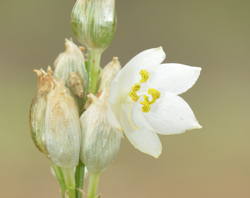 Musli (Chlorophytum tuberosum)