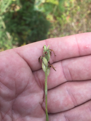Spiranthes casei