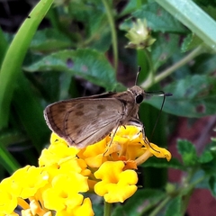 Polites vibex catilina