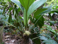 Asplundia brachyphylla