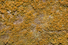 Trentepohlia umbrina