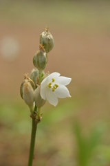 Chlorophytum tuberosum