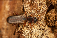 Dendrophagus crenatus