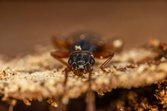 Dendrophagus crenatus