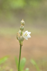 Chlorophytum tuberosum