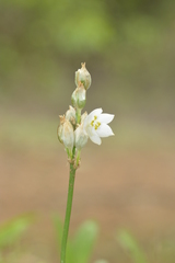 Chlorophytum tuberosum