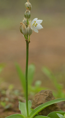 Chlorophytum tuberosum