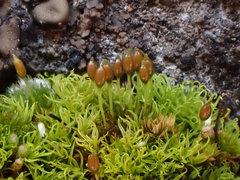 Weissia brachycarpa