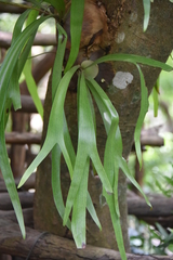 Platycerium alcicorne