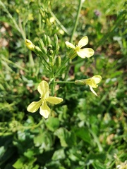 Raphanus raphanistrum