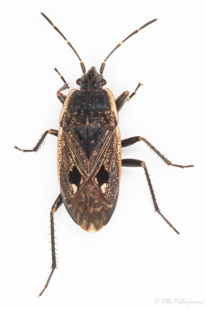 Graptopeltus