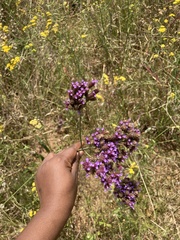 Verbena bonariensis