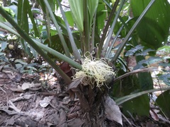 Asplundia brachyphylla