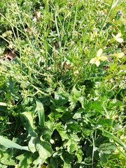 Raphanus raphanistrum