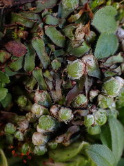 Mannia fragrans