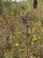 Verbena bonariensis