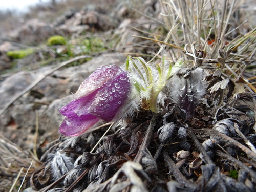 Image of Pulsatilla halleri by (c) Пані Тимошенко, some rights reserved (CC BY-SA)