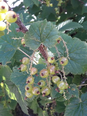 Ribes petraeum