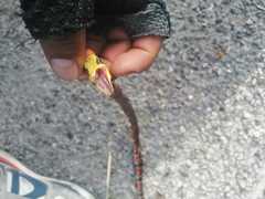 Pliocercus elapoides