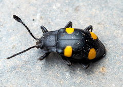 Eumorphus quadriguttatus