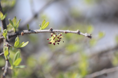 Forestiera phillyreoides (Forestiera phillyreoides)
