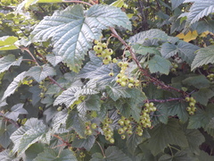 Ribes petraeum