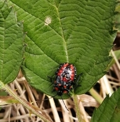 Phorbanta variabilis