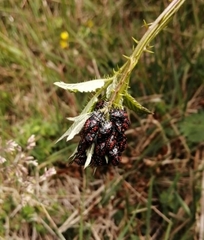 Phorbanta variabilis