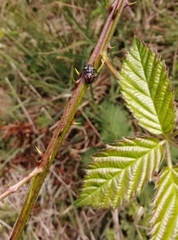 Phorbanta variabilis
