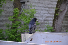 Corvus frugilegus